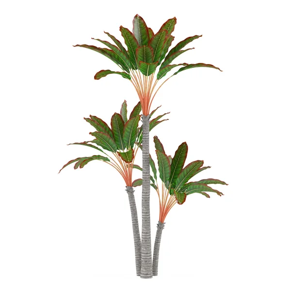 Planta decorativa de palma —  Fotos de Stock