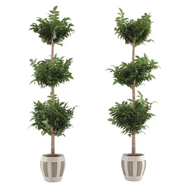 Árbol de maceta Topiary —  Fotos de Stock