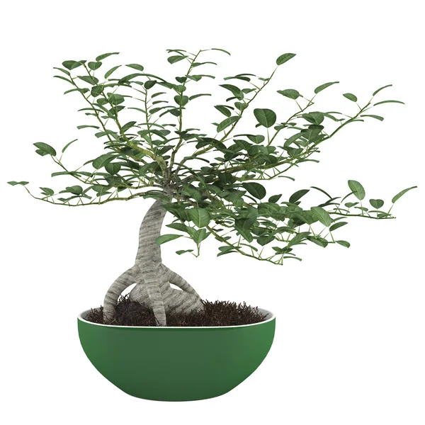 Pot tree — Stock Photo, Image