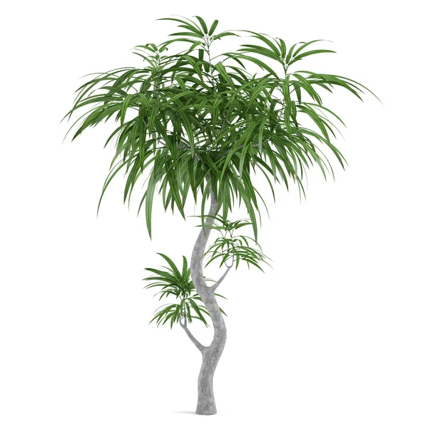 Palm plant — Stock Photo, Image