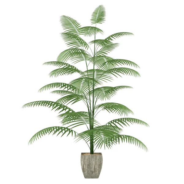 Palm in de pot — Stockfoto