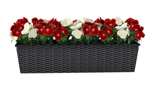 kutusunda pencere çiçekler