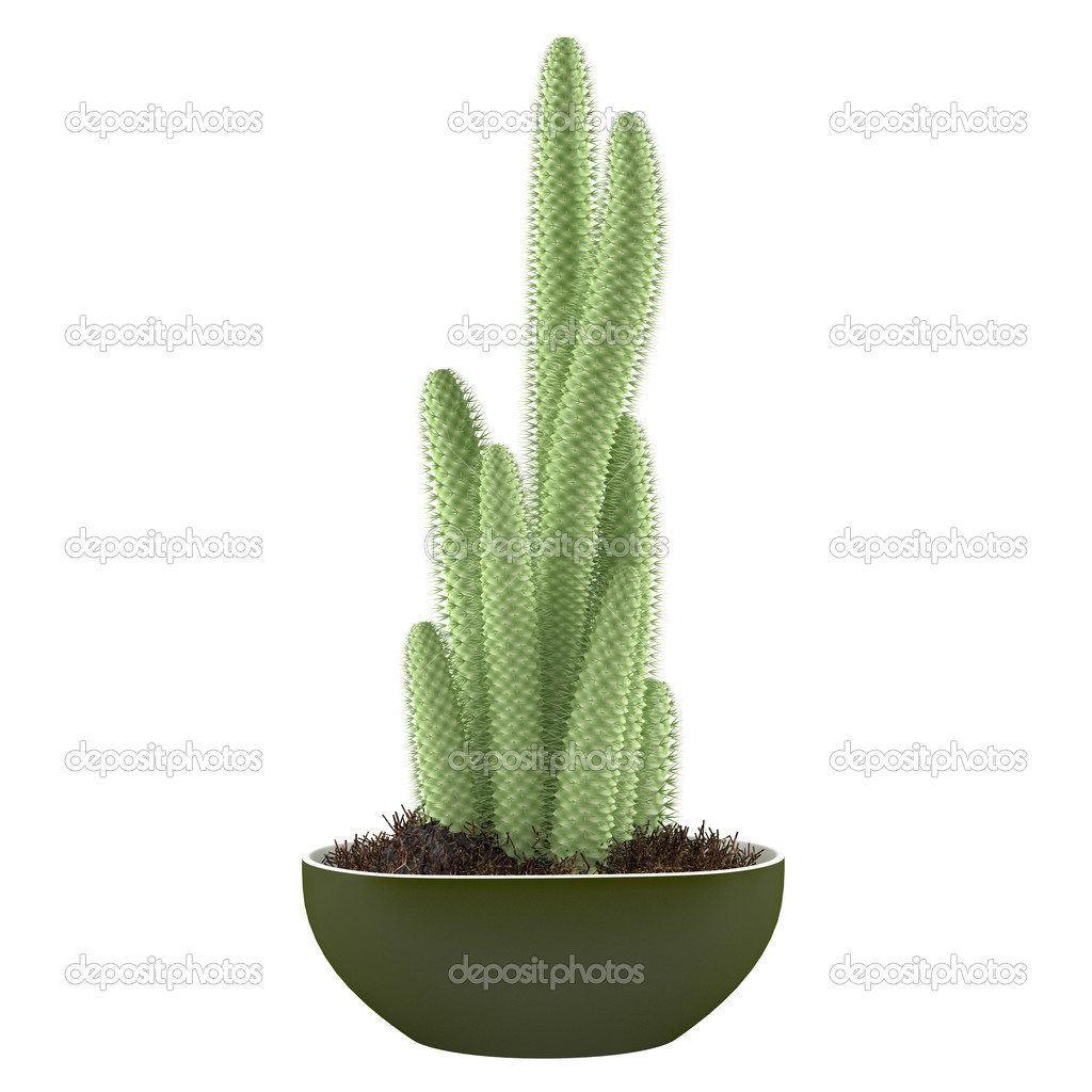 Plant isolated. Cactus in the pot