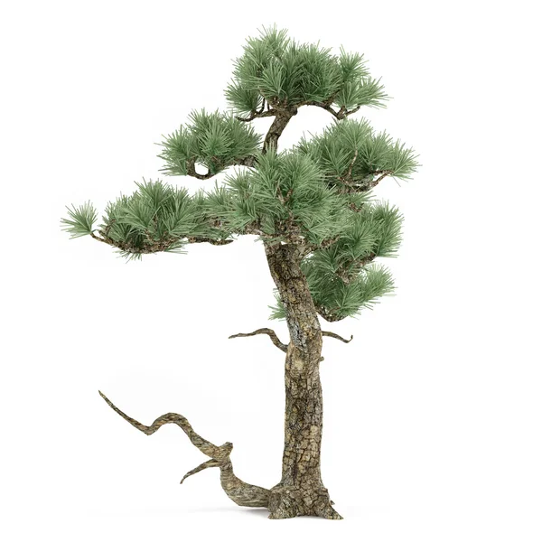 Bonsai exotic pine tree — Stock Photo, Image