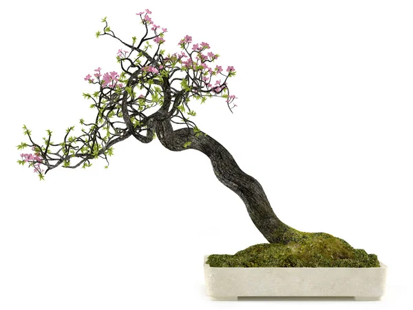 Bonsai květina rostlina strom v květináči — Stock fotografie