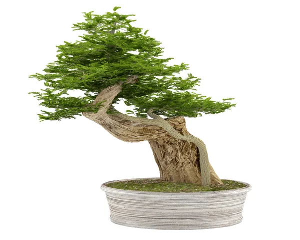 Árbol de bonsái en una olla — Foto de Stock