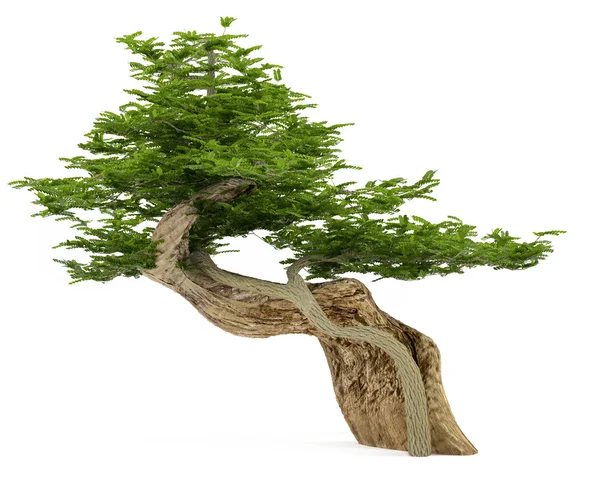 Экзотическое дерево. Бонсай — стоковое фото