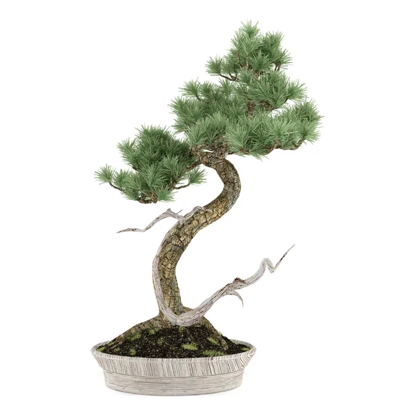 Bonsai exotic pine tree pot isolated — Stock Photo, Image