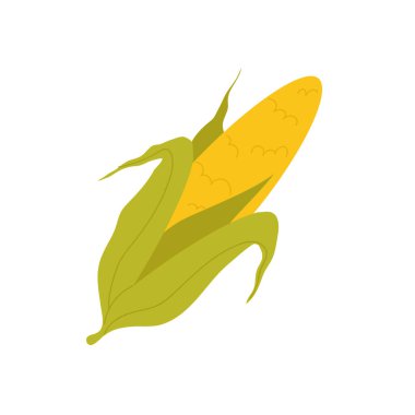 Mısır koçanı taze sebze ürünü, tarım pazarından organik tarım gıdası.