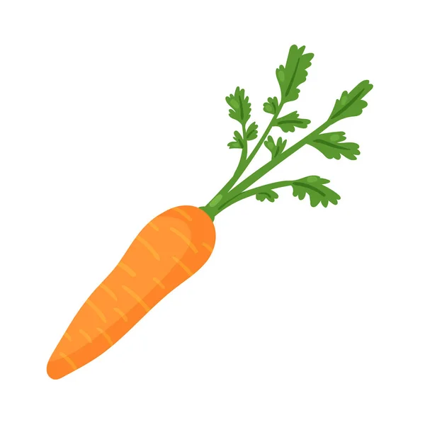 Légumes carottes produit végétal frais, nourriture de la ferme, carotte crue orange saine avec des feuilles — Image vectorielle