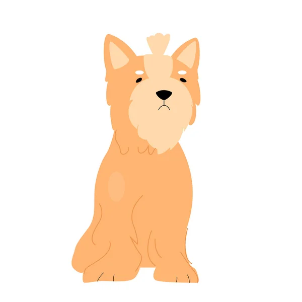 Cute maltese puppy dog — Stock Vector