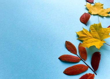 Sonbahar çerçevesi, doğal kurumuş yapraklar ve mavi arka planda kırmızı böğürtlenler, üst manzara, yazı için boşluk. Sonbahar, şükran günü web pankartı arka planı, rahat düz yatış. Yat, üst görünüm.