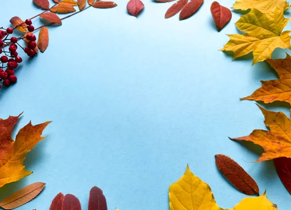 Autumn frame  with natural dried leaves and red berries on blue background, top view, space for text. Autumn, thanksgiving day web banner background, cozy flat lay. Lay out, top view.