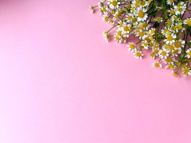 Pembe arka planda papatya çiçekli sınır pankartı, üst manzara, kopyalama alanı. Yaz, bahar pankartı arka plan, rahat düz yatak. Yat, üst manzara. Hassas çiçekli tebrik kartı. Metin için boşluk