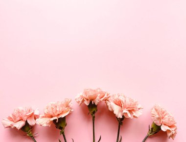 Pembe arka planda karanfilli sınır pankartı, üst manzara, kopyalama alanı. Yaz, bahar web pankartı arka planı, rahat düz yatak. Yat, üst manzara. Zarif çiçeklerle dolu bir kartpostal. Metin için yer