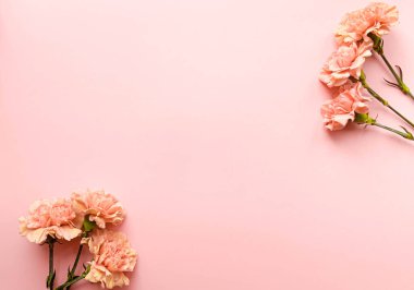 Pembe arka planda karanfilli sınır pankartı, üst manzara, kopyalama alanı. Yaz, bahar web pankartı arka planı, rahat düz yatak. Yat, üst manzara. Zarif çiçeklerle dolu bir kartpostal. Metin için yer