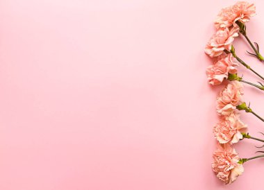 Pembe arka planda karanfilli sınır pankartı, üst manzara, kopyalama alanı. Yaz, bahar web pankartı arka planı, rahat düz yatak. Yat, üst manzara. Zarif çiçeklerle dolu bir kartpostal. Metin için yer