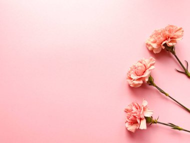 Pembe arka planda karanfilli sınır pankartı, üst manzara, kopyalama alanı. Yaz, bahar web pankartı arka planı, rahat düz yatak. Yat, üst manzara. Zarif çiçeklerle dolu bir kartpostal. Metin için yer