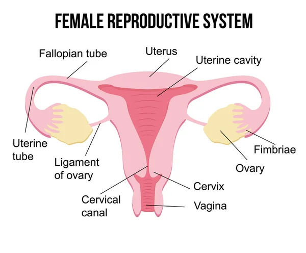 Flat Cartoon Infographics Healthy Female Reproductive System White Background Human — Stock Fotó