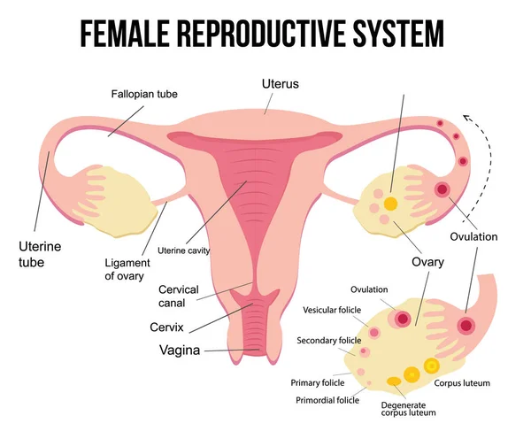 女性の生殖器の解剖学 女性の生殖器系 子宮と卵巣のスキーム 月経周期の段階 医学的概念子宮教育ポスター — ストックベクタ