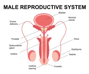 Male reproductive system. Male reproductive organs. Anatomy of the human body. The concept of biological education, urology, penis, testicles, prostate, testicles. Flat illustration.