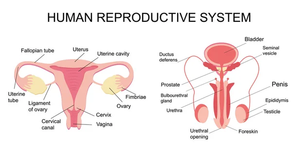 Healthy Female Male Reproductive System Educational Poster Infographic Medical Concept — Stock Vector