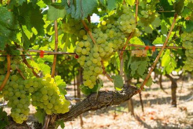 sağlıklı Olgun tatlı ve sulu beyaz üzüm