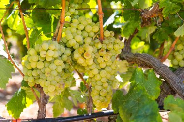 sağlıklı Olgun tatlı ve sulu beyaz üzüm