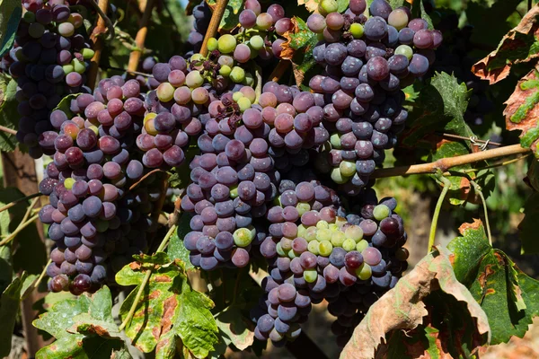 Здоровая спелый сладкий и сочный виноград красного вина . — стоковое фото