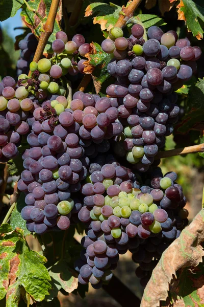 Healthy ripe sweet and juicy red wine grapes. — Stock Photo, Image