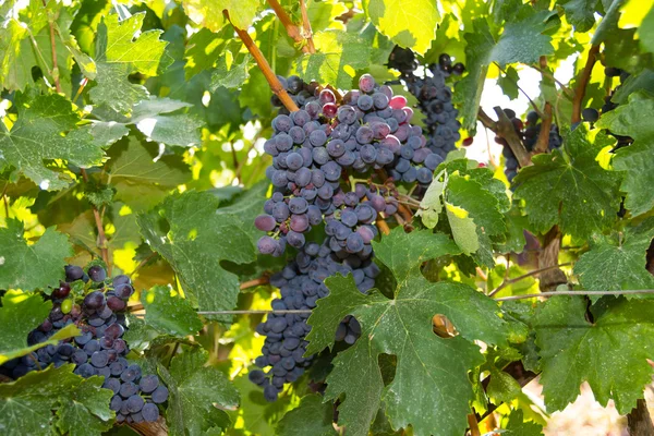 Uvas saudáveis de vinho tinto maduras doces e suculentas . — Fotografia de Stock