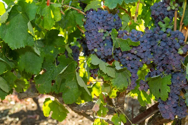 Healthy ripe sweet and juicy red wine grapes. — Stock Photo, Image