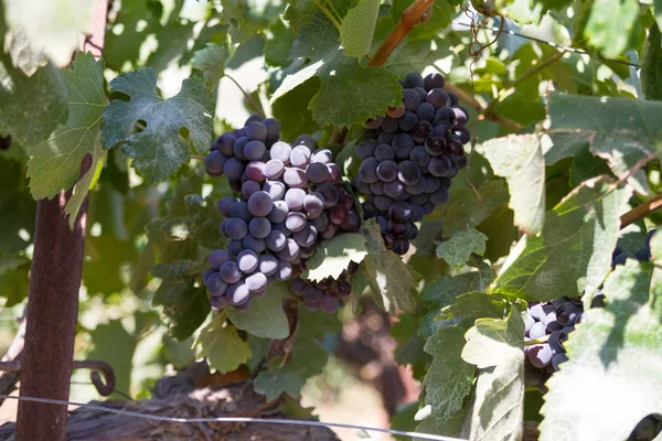 Uvas saudáveis de vinho tinto maduras doces e suculentas . — Fotografia de Stock