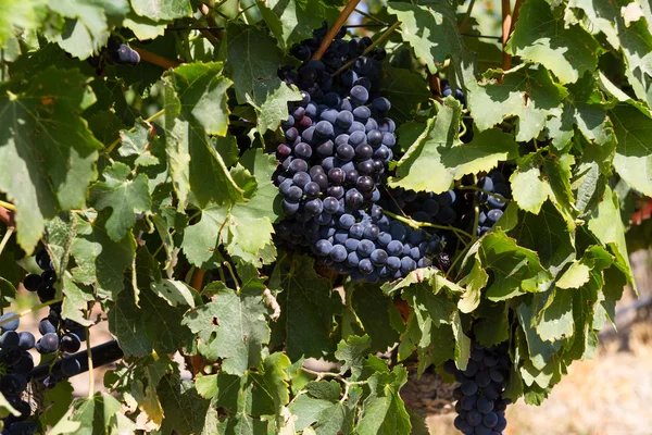 Zdrowe dojrzałe słodkie i soczyste czerwone wino z winogron. — Zdjęcie stockowe