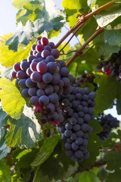 Uvas saudáveis de vinho tinto maduras doces e suculentas . — Fotografia de Stock