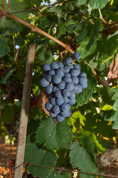 Uvas saudáveis de vinho tinto maduras doces e suculentas . — Fotografia de Stock