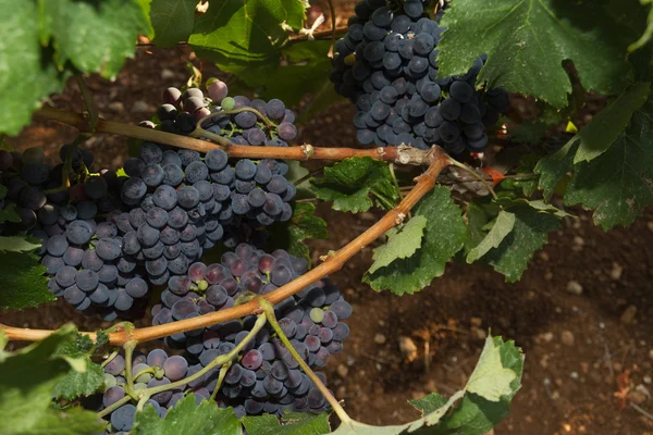 Uvas saudáveis de vinho tinto maduras doces e suculentas . — Fotografia de Stock