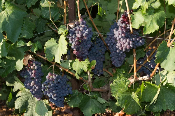 Zdrowe dojrzałe słodkie i soczyste czerwone wino z winogron. — Zdjęcie stockowe