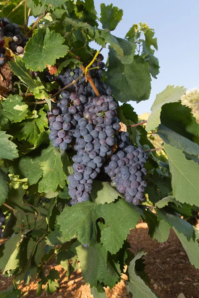 Uvas saudáveis de vinho tinto maduras doces e suculentas . — Fotografia de Stock