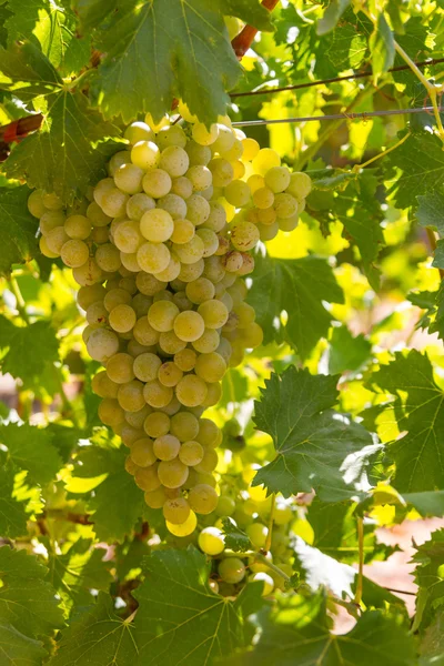 Sane uve bianche dolci e succose mature — Foto Stock