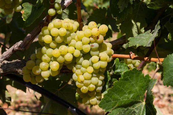 Uvas blancas dulces y jugosas maduras sanas — Foto de Stock