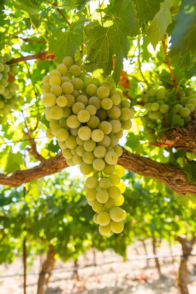 Uvas blancas dulces y jugosas maduras sanas — Foto de Stock