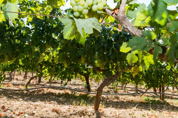 Healthy ripe sweet and juicy white grapes — Stock Photo, Image