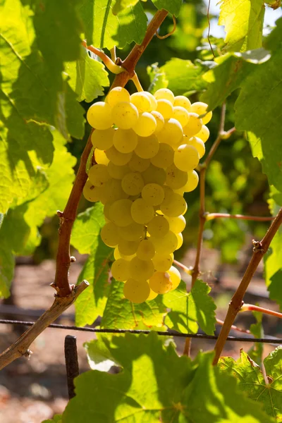 Egészséges érett édes és lédús fehér szőlő — Stock Fotó