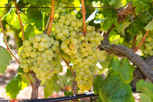 Healthy ripe sweet and juicy white grapes — Stock Photo, Image