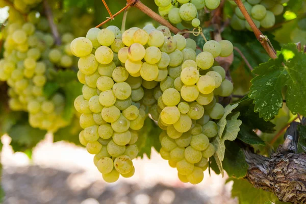 Hälsosamma mogen söt och saftig vita druvor — Stockfoto