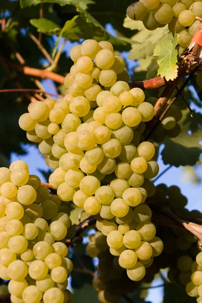 Uvas brancas saudáveis maduras doces e suculentas — Fotografia de Stock