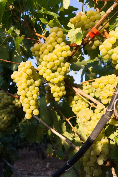 Uvas blancas dulces y jugosas maduras sanas — Foto de Stock