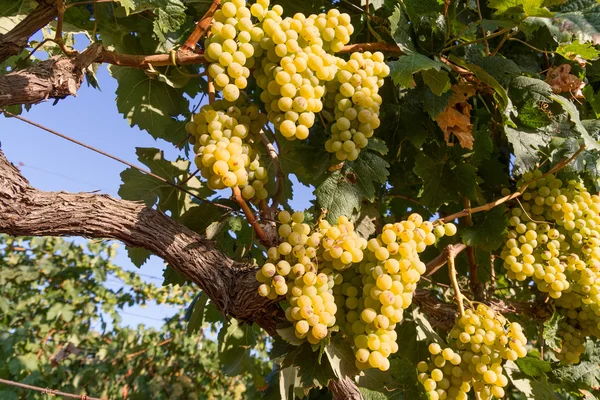 Uvas blancas dulces y jugosas maduras sanas — Foto de Stock