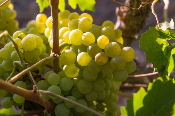 Hälsosamma mogen söt och saftig vita druvor — Stockfoto